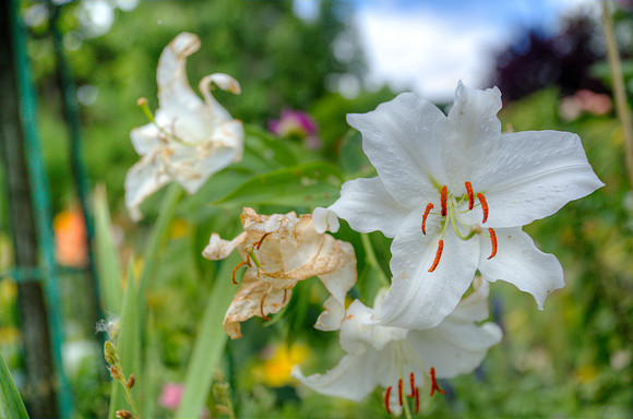 20130803-_W3C5981_2_3_tonemapped_fleurs