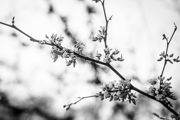 _W3C0883