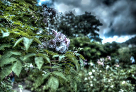 20130803-_W3C5954_5_6_tonemapped_dark_paradise
